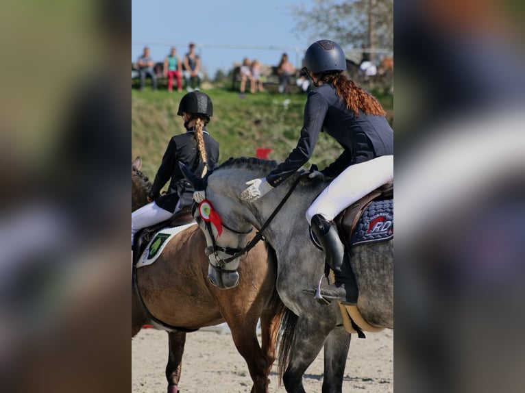 Cheval de sport allemand Jument 8 Ans 166 cm Gris pommelé in Sankt Gangloff