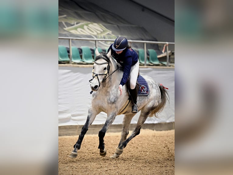 Cheval de sport allemand Jument 8 Ans 166 cm Gris pommelé in Sankt Gangloff