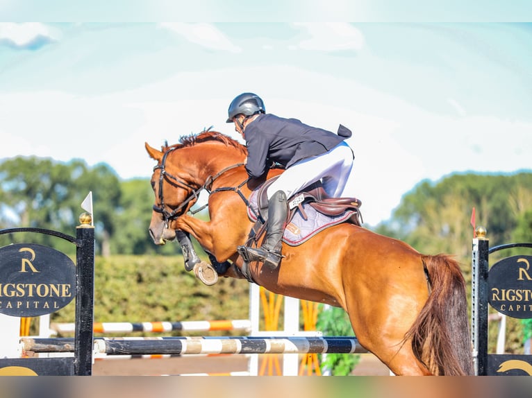 Cheval de sport allemand Jument 8 Ans 167 cm Alezan in Grabow