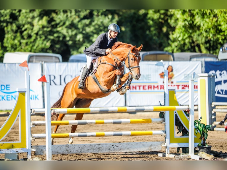 Cheval de sport allemand Jument 8 Ans 167 cm Alezan in Grabow