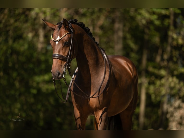 Cheval de sport allemand Jument 8 Ans 167 cm Bai brun in Wehringen
