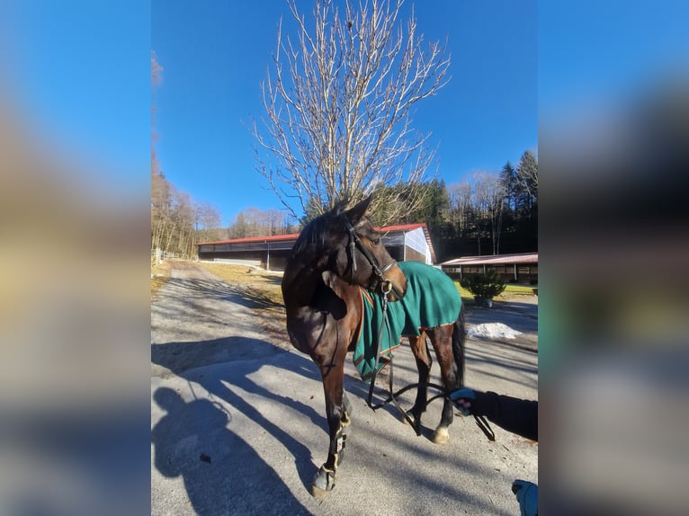 Cheval de sport allemand Jument 8 Ans 167 cm Bai brun in Bodenmais