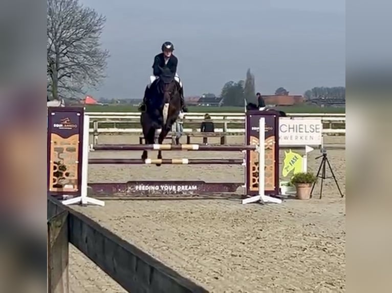 Cheval de sport allemand Jument 8 Ans 167 cm Bai brun in Haacht