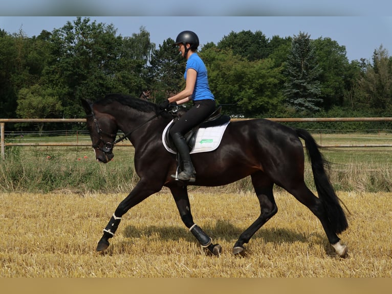 Cheval de sport allemand Jument 8 Ans 167 cm Bai brun foncé in Nordhausen