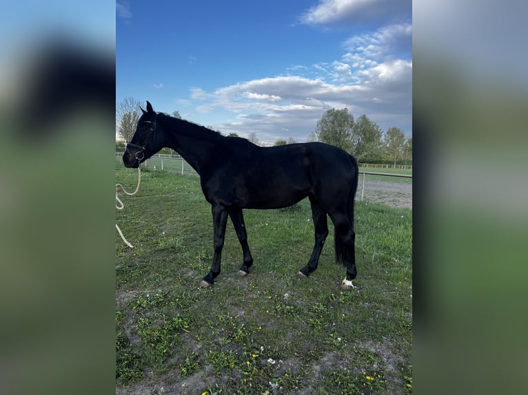 Cheval de sport allemand Jument 8 Ans 167 cm Bai brun foncé in Miltern