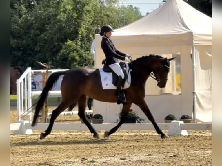 Cheval de sport allemand Jument 8 Ans 168 cm Bai brun in Bad König