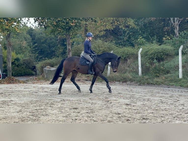 Cheval de sport allemand Jument 8 Ans 168 cm Bai brun in Wardenburg
