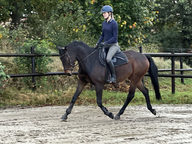 Cheval de sport allemand Jument 8 Ans 168 cm Bai brun in Wardenburg