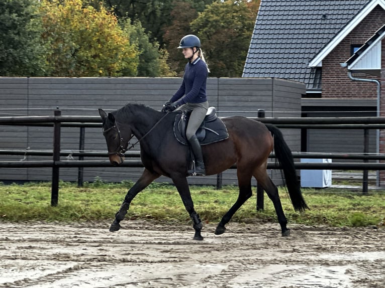 Cheval de sport allemand Jument 8 Ans 168 cm Bai brun in Wardenburg