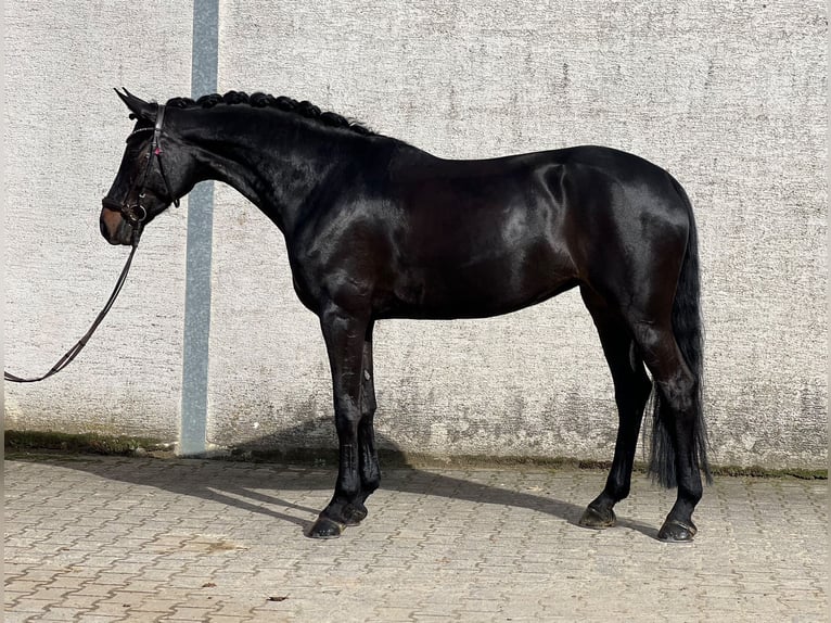 Cheval de sport allemand Jument 8 Ans 168 cm Bai brun foncé in Delbrück