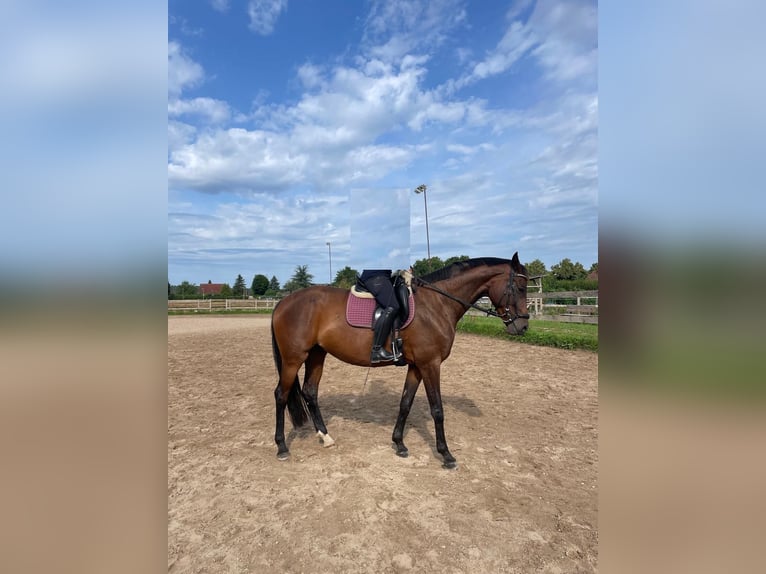 Cheval de sport allemand Jument 8 Ans 168 cm Bai in Groß Schulzendorf