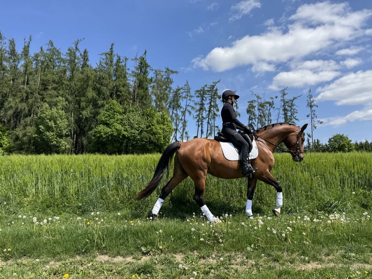 Cheval de sport allemand Jument 8 Ans 168 cm Bai in Taufkirchen/ Vils