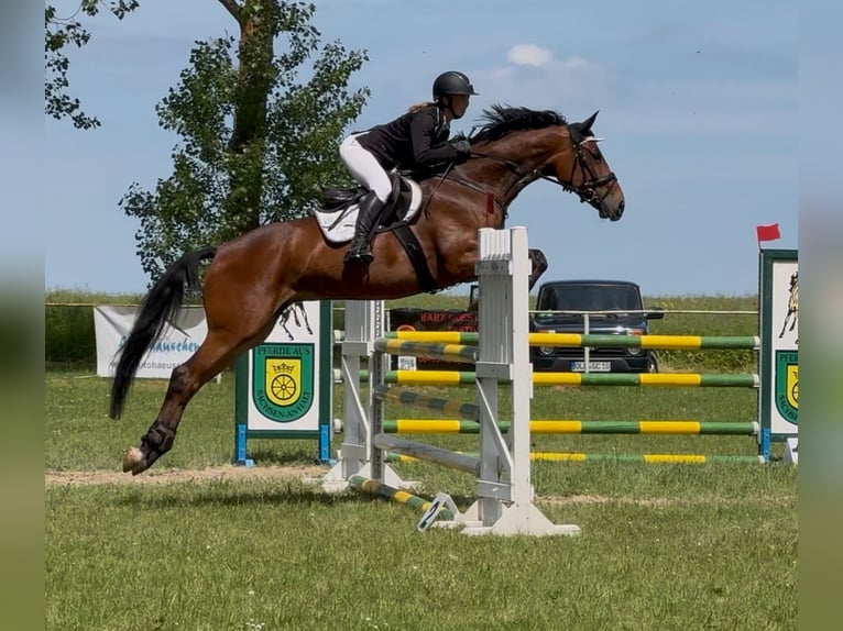 Cheval de sport allemand Jument 8 Ans 168 cm Bai in Aschersleben