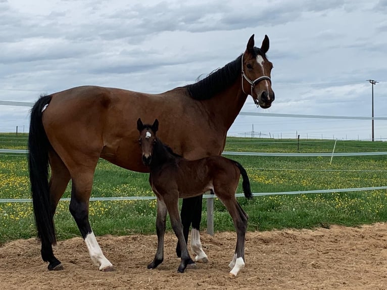 Cheval de sport allemand Jument 8 Ans 168 cm Bai in Borgholzhausen