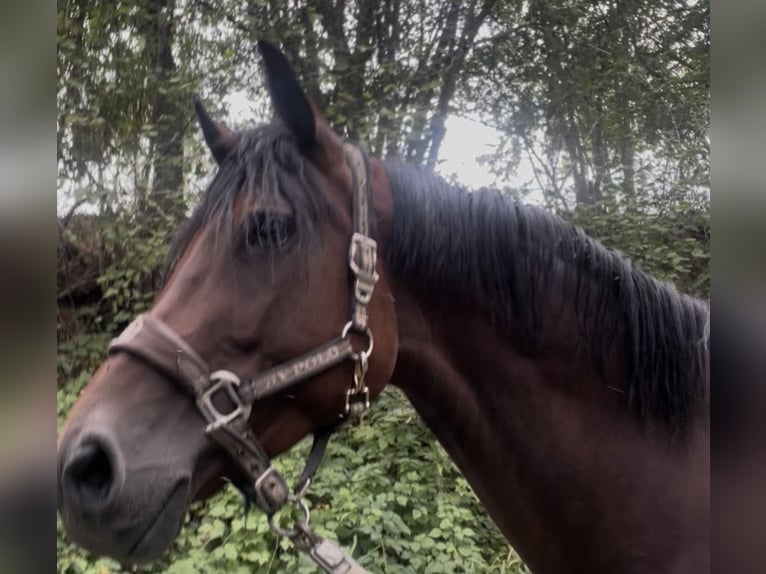 Cheval de sport allemand Jument 8 Ans 168 cm Bai in Hochstadt am Main