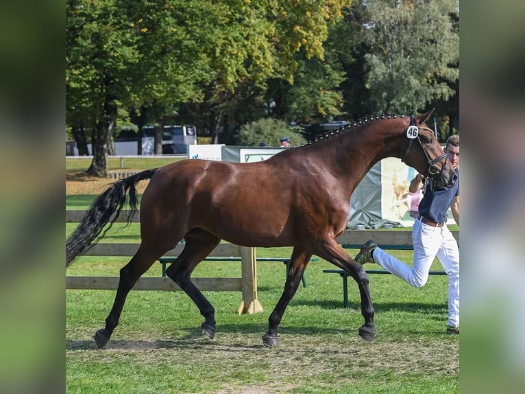 Cheval de sport allemand Jument 8 Ans 168 cm Bai in Unterthingau