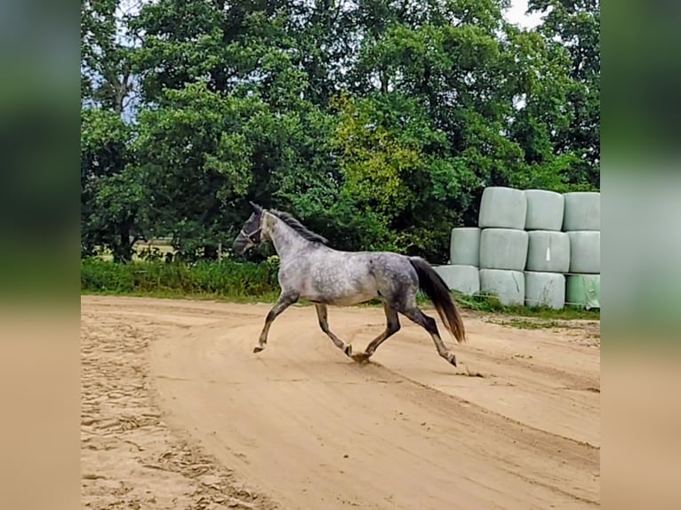 Cheval de sport allemand Jument 8 Ans 168 cm Gris in Seester