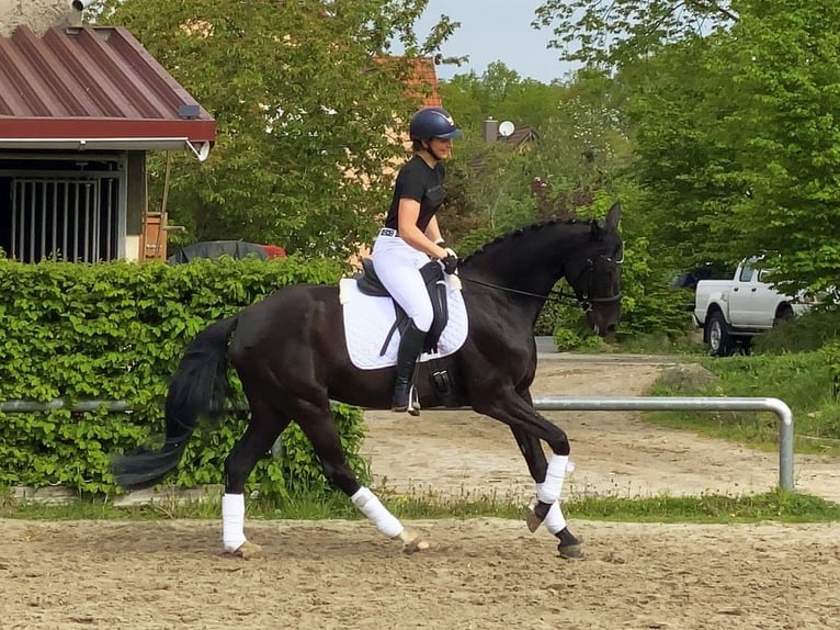Cheval de sport allemand Jument 8 Ans 168 cm Noir in Neustadt in Sachsen