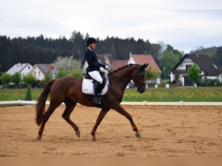 Cheval de sport allemand Jument 8 Ans 170 cm Alezan brûlé in Bad Schussenried