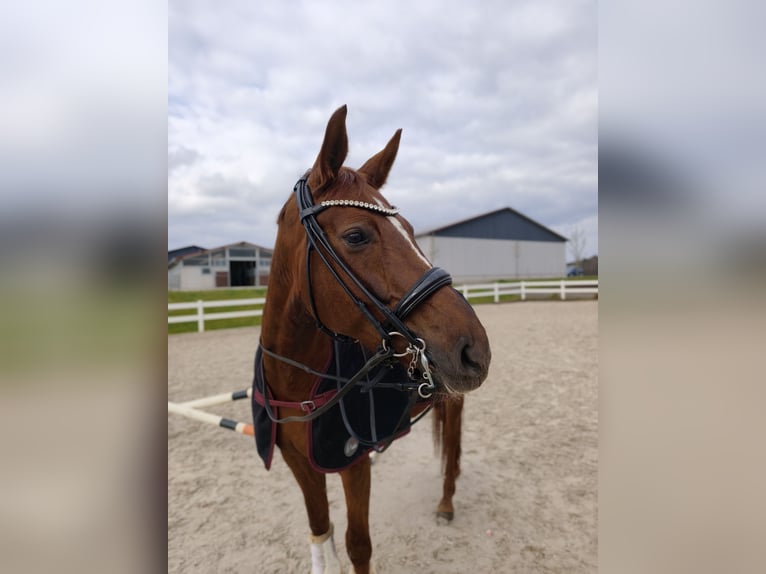 Cheval de sport allemand Jument 8 Ans 170 cm Alezan brûlé in Bad Schussenried