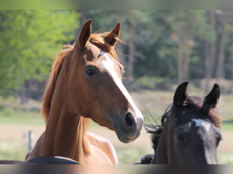 Cheval de sport allemand Jument 8 Ans 170 cm Alezan in Schopfloch