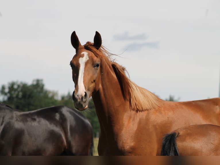 Cheval de sport allemand Jument 8 Ans 170 cm Alezan in Schopfloch