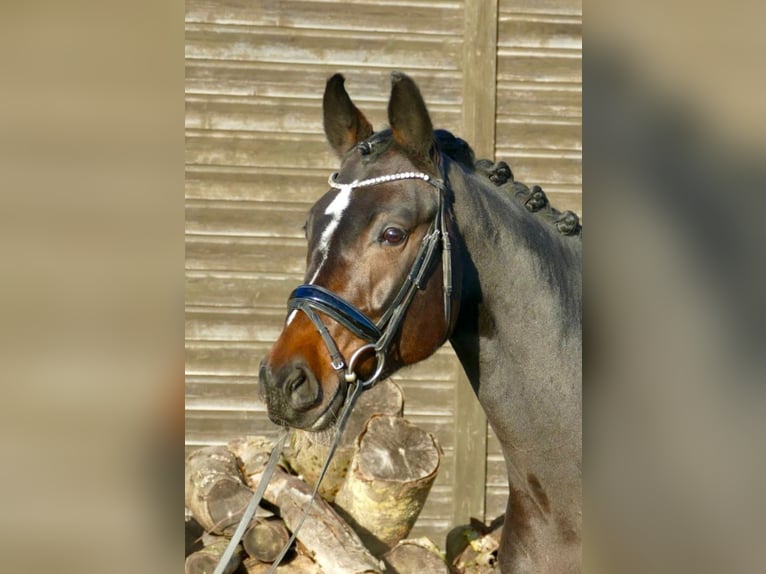 Cheval de sport allemand Jument 8 Ans 170 cm Bai brun in Ansbach