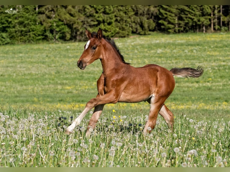 Cheval de sport allemand Jument 8 Ans 170 cm Bai brun in Dunningen