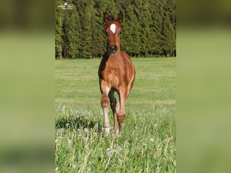 Cheval de sport allemand Jument 8 Ans 170 cm Bai brun in Dunningen