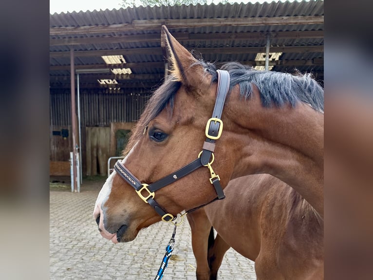 Cheval de sport allemand Jument 8 Ans 170 cm Bai in Renningen