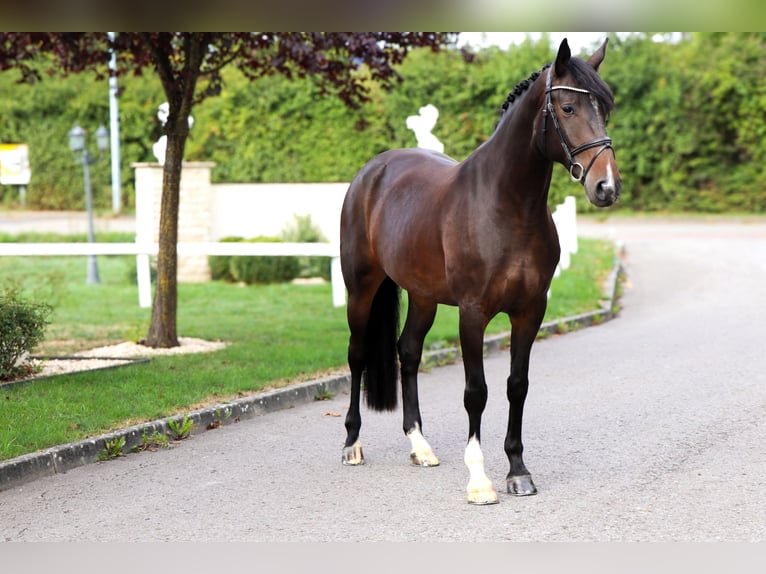 Cheval de sport allemand Jument 8 Ans 170 cm  in Schwäbisch Hall