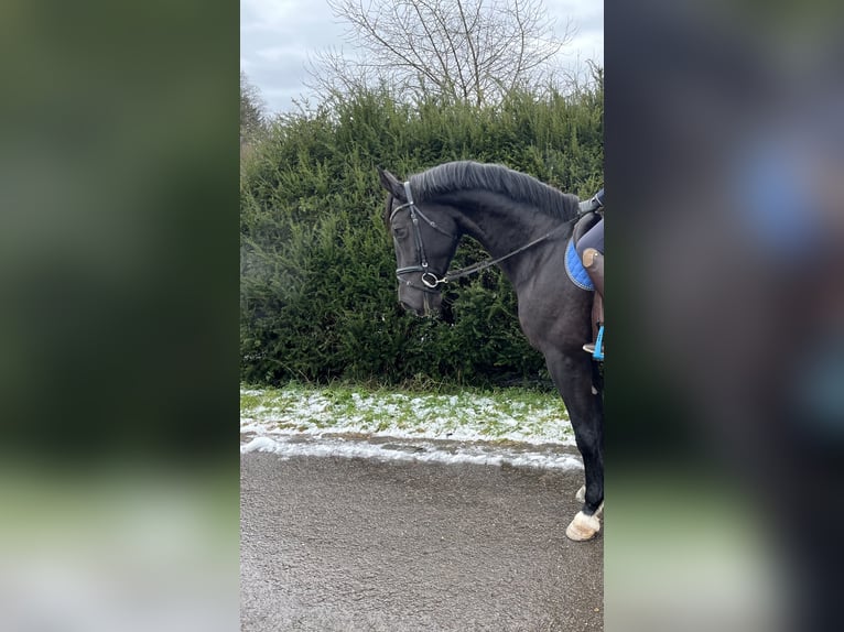 Cheval de sport allemand Jument 8 Ans 170 cm Noir in Pfaffenhofen Weiler