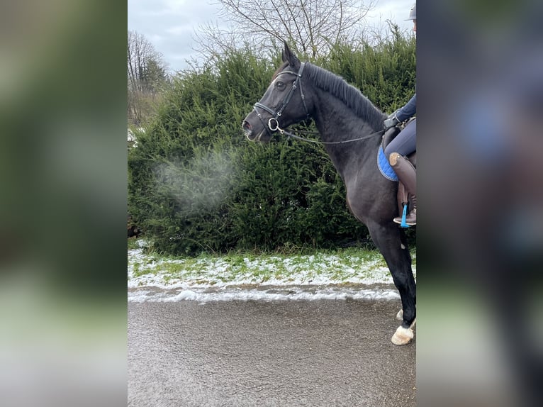 Cheval de sport allemand Jument 8 Ans 170 cm Noir in Pfaffenhofen Weiler