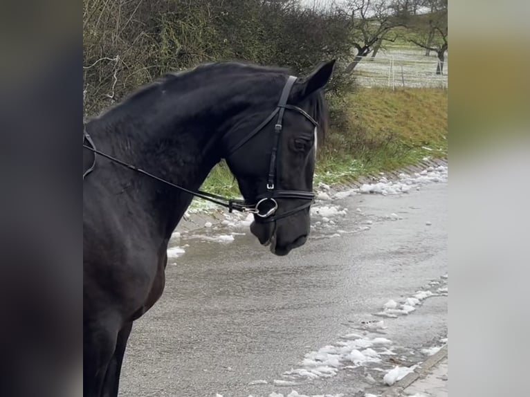 Cheval de sport allemand Jument 8 Ans 170 cm Noir in Pfaffenhofen Weiler