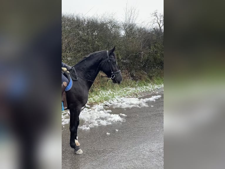 Cheval de sport allemand Jument 8 Ans 170 cm Noir in Pfaffenhofen Weiler