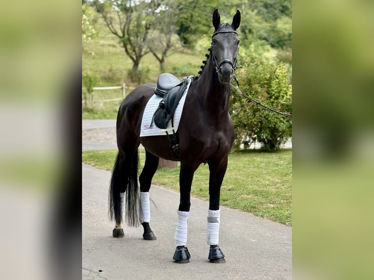 Cheval de sport allemand Jument 8 Ans 171 cm Noir in Saarbrücken