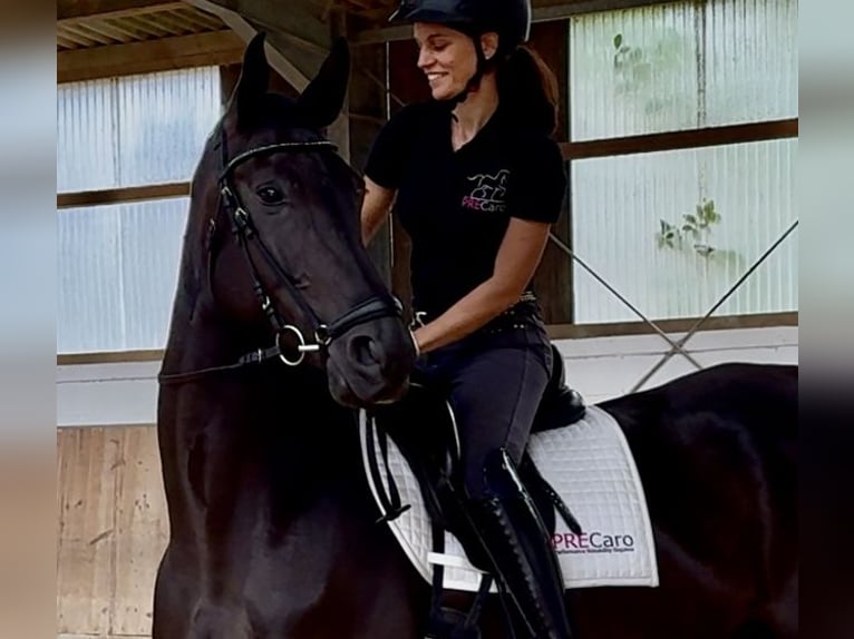 Cheval de sport allemand Jument 8 Ans 171 cm Noir in Saarbrücken