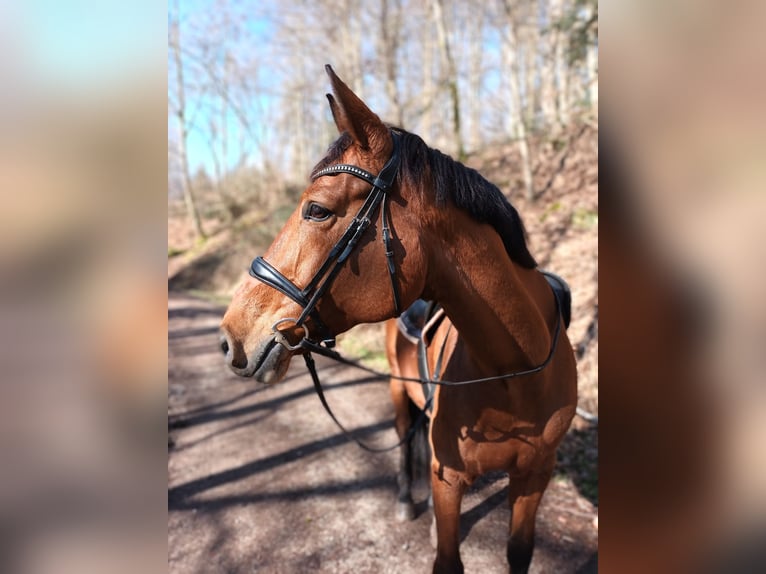 Cheval de sport allemand Jument 8 Ans 172 cm Bai in Rosengarten