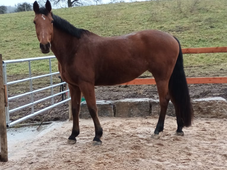 Cheval de sport allemand Jument 8 Ans 172 cm Bai in Rosengarten