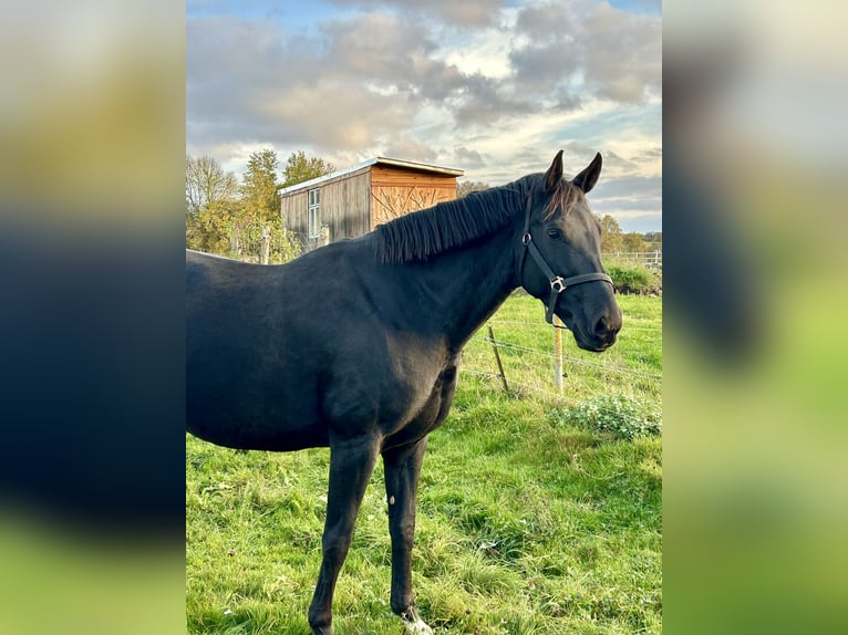 Cheval de sport allemand Jument 8 Ans 172 cm Noir in 04860 Graditz