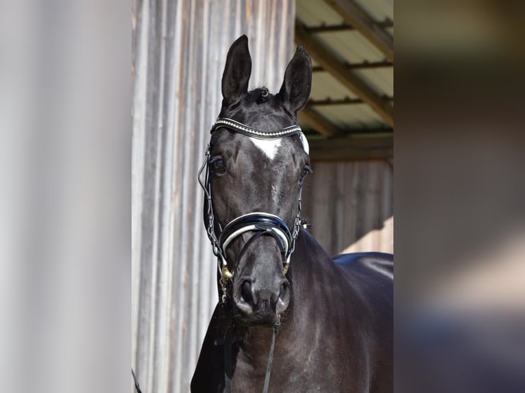 Cheval de sport allemand Jument 8 Ans 172 cm Noir in Donauwörth