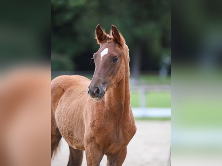 Cheval de sport allemand Jument 8 Ans 172 cm Noir in Donauwörth