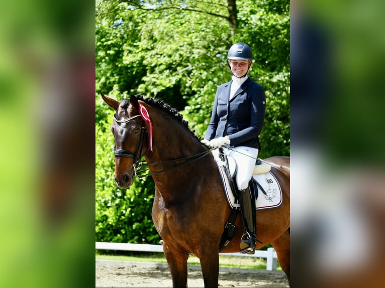 Cheval de sport allemand Jument 8 Ans 173 cm Bai in Saerbeck