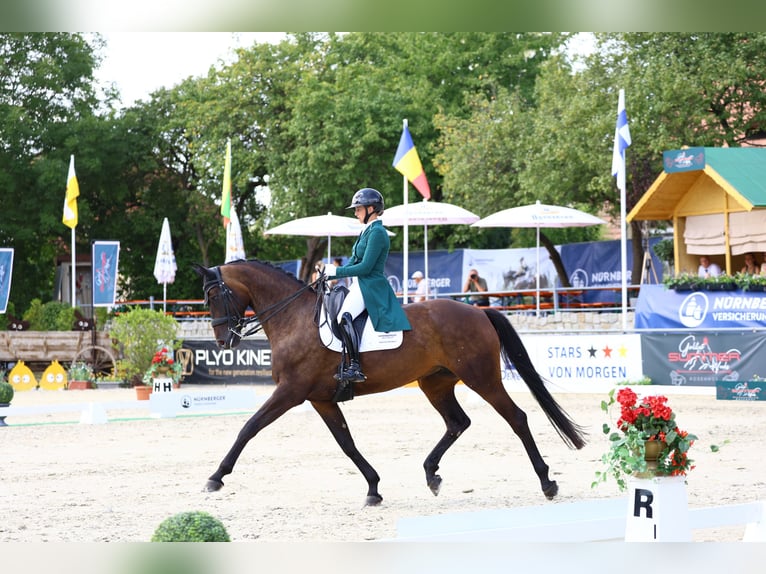 Cheval de sport allemand Jument 8 Ans 174 cm Bai brun in Görlitz