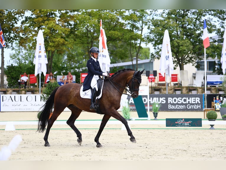 Cheval de sport allemand Jument 8 Ans 174 cm Bai brun in Görlitz