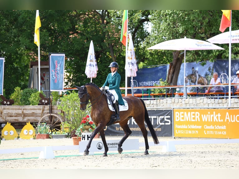 Cheval de sport allemand Jument 8 Ans 174 cm Bai brun in Görlitz