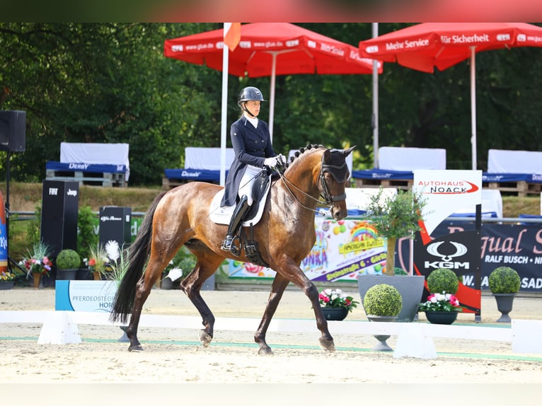 Cheval de sport allemand Jument 8 Ans 174 cm Bai brun in Görlitz