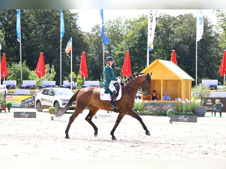 Cheval de sport allemand Jument 8 Ans 174 cm Bai brun in Görlitz