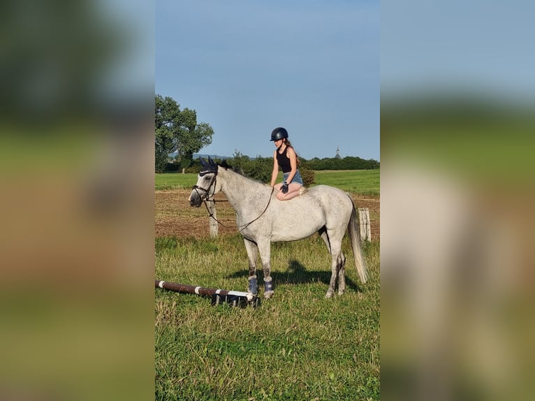 Cheval de sport allemand Jument 8 Ans 174 cm Gris in Cremlingen