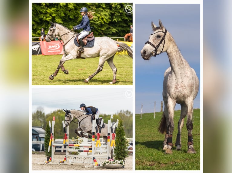 Cheval de sport allemand Jument 8 Ans 174 cm Gris in Cremlingen